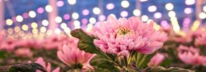 Luces LED para cultivos de floricultura