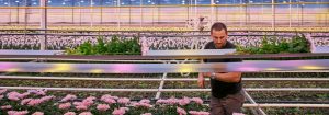 Consigue crisantemos más fuertes y duraderos con las luces LED para cultivos