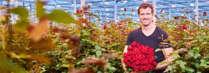 Hacer que las rosas se destaquen con las luces LED para cultivos