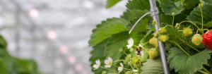 Lámpara LED de floración Philips GreenPower