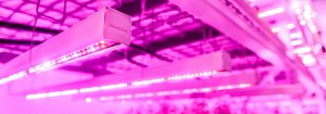 Luces LED para cultivos verticales