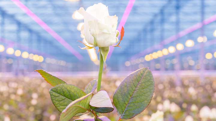 Scheers, horticultura