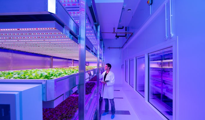 Agriculture urbana
