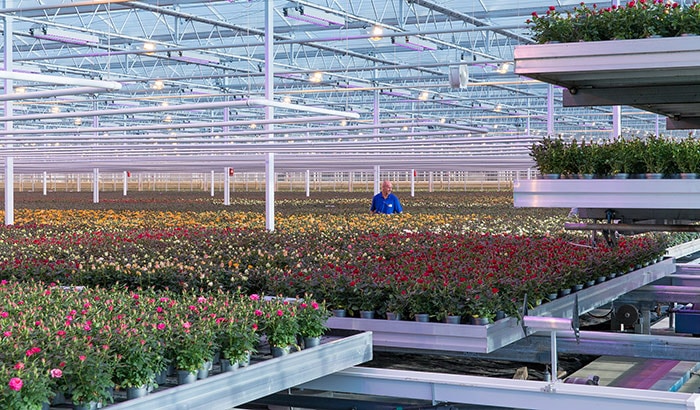 Floricultura