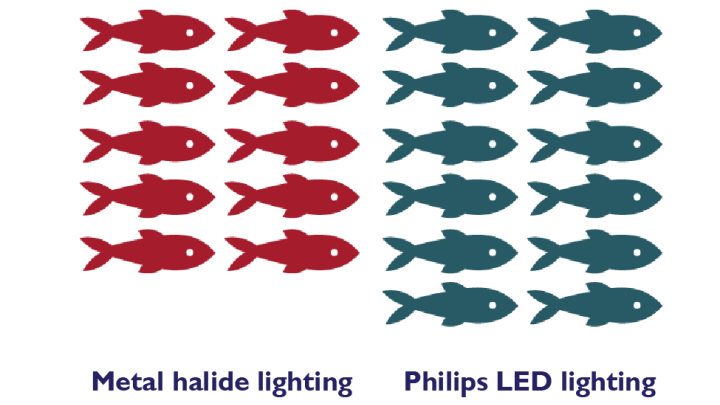 comparación del crecimiento de los peces con luces led philips