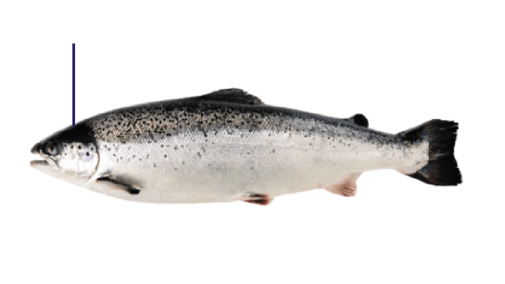 salmón