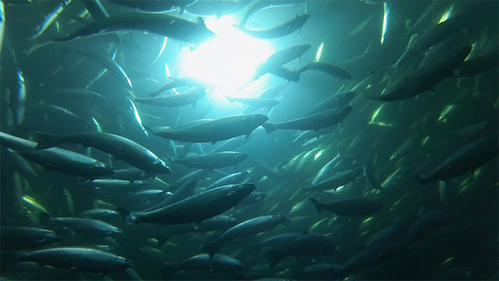 Salmones