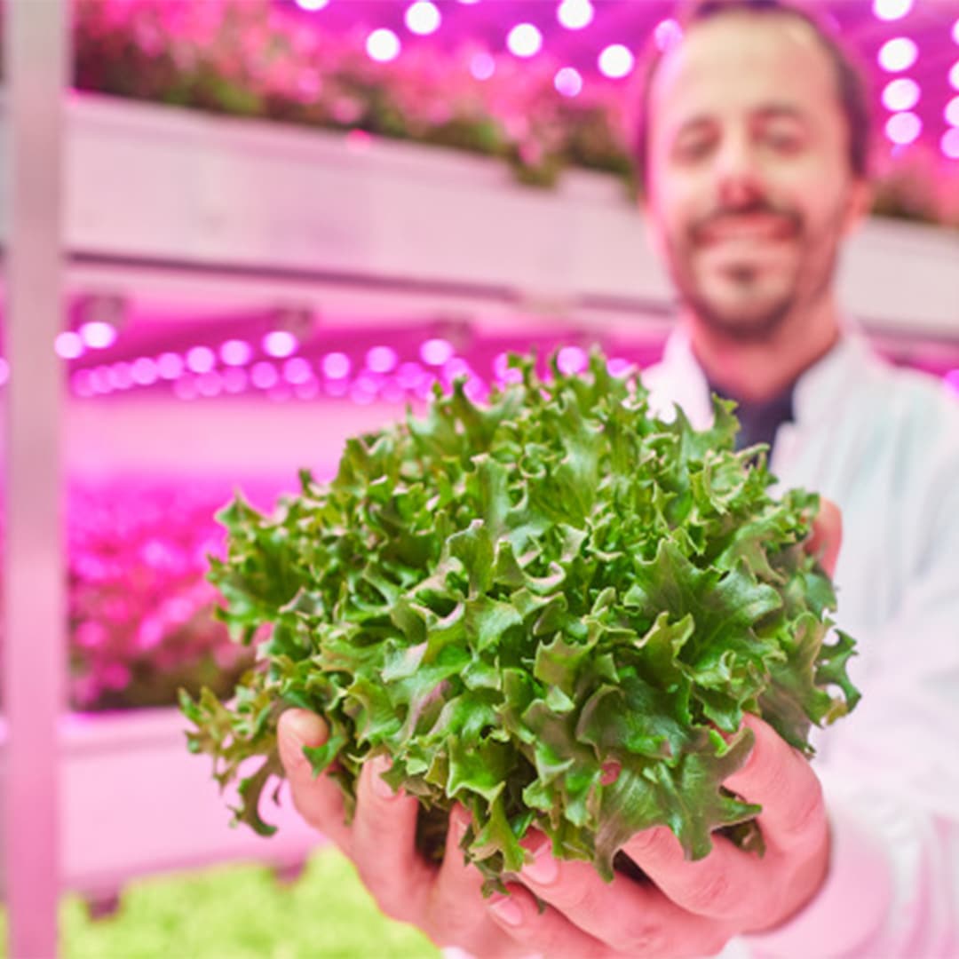 Cuatro resultados notables que puedes conseguir con luces LED dinámicas para cultivos en una granja vertical