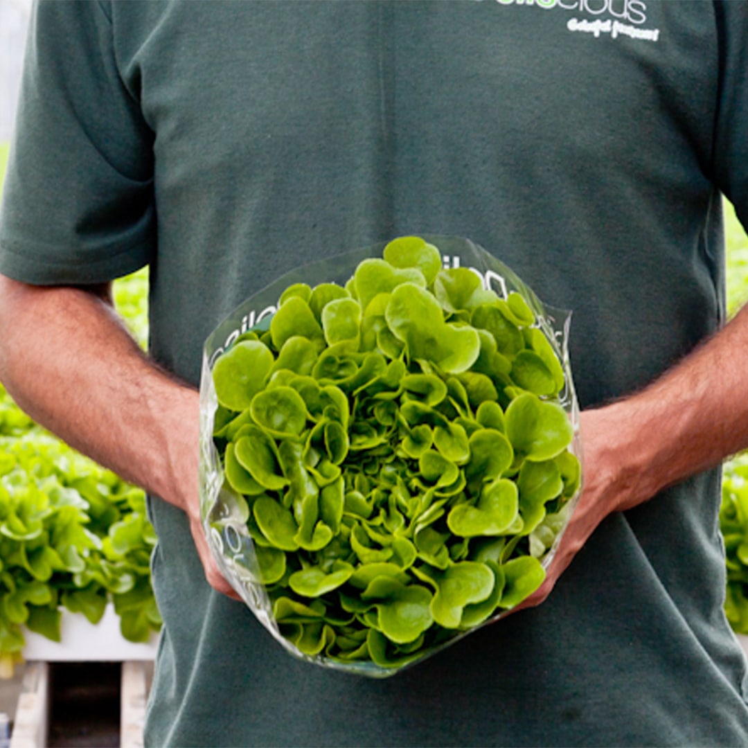 Influencia de la luz LED de cultivo en los niveles de nitratos de las verduras de hoja