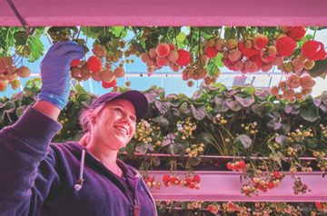 Banner de equipo brookberries