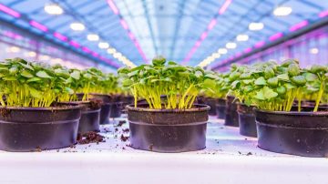 Basil Nurmitarhat Oy