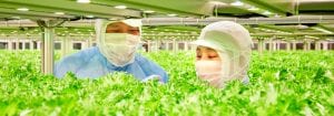 Producción eficiente de hortalizas