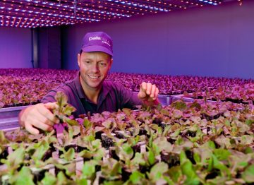 Roy y Mark Delissen, propietarios de Deliscious, una empresa productora de lechugas que utiliza la iluminación para horticultura de Philips Roy y Mark Delissen, propietarios de Deliscious, una empresa productora de lechugas que utiliza la iluminación para horticultura de Philips