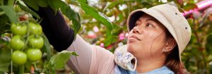 Producción previsible de Campari durante todo el año