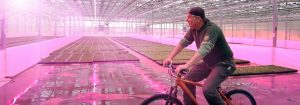 Los clientes están encantados con la calidad de las plantas cultivadas con los LED de Philips